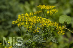 24.06.2026,  Kurpark in Bad Wörishofen (Bayern),  der schön angelegte Kneipp-Kräutergarten mit den bekanntesten Heilkräutern in der Heilkunde. Weinraute oder Gartenraute (Ruta graveolens), Die Laubblätter der Weinraute werden in der Herstellung von Grappa und ähnlichen Schnäpsen verwendet. Die Pflanze ist phototoxisch, das heißt, sie kann Hautreizungen bei gleichzeitiger Berührung und Sonneneinstrahlung hervorrufen.