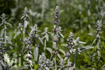 24.06.2026,  Kurpark in Bad Wörishofen (Bayern),  der schön angelegte Kneipp-Kräutergarten mit den bekanntesten Heilkräutern in der Heilkunde. Woll-Ziest, Wollziest, Wolliger Ziest, Eselsohr, Hasenohr, Stachys byzantina, deren oberirdischen Pflanzenteile sind oft dicht grau oder weiß seidig-wollig behaart