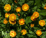 24.06.2026,  Kurpark in Bad Wörishofen (Bayern),  der schön angelegte Kneipp-Kräutergarten mit den bekanntesten Heilkräutern in der Heilkunde. Garten-Ringelblume (Calendula officinalis) Asteraceae, 
Die pharmazeutisch bedeutsamen Inhaltsstoffe der Blüten sind die Flavonoide, vor allem Quercetin- und Isorhamnetinglycoside, deren Konzentration bis 1 % beträgt. In der Lebensmittelindustrie wird die Ringelblume als Farbstoff eingesetzt, unter anderem bei Käse und Butter. In Teemischungen dient sie als Schmuckdroge. In der Vergangenheit diente sie zum Verfälschen von Safran. In der Naturheilkunde werden die getrockneten ganzen oder zerkleinerten Blütenkörbchen und die getrockneten Zungenblüten verwendet. Verabreicht werden sie in Form von Teeaufgüssen, wässrigen Auszügen, Tinkturen, Extrakten und Salben. Präparate werden zur äußerlichen Anwendung bei Hautentzündungen, zur Wundheilung, bei Quetschungen, Furunkeln und Ausschlägen angeboten. 