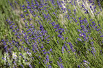 24.06.2026,  Kurpark in Bad Wörishofen (Bayern),  der schön angelegte Kneipp-Kräutergarten mit den bekanntesten Heilkräutern in der Heilkunde. Echter Lavendel (Lavendula angustifolia) Lamiaceae, Aus den Blütenständen mit Stängel wird Lavendelöl hergestellt. Lavendel ist eine in der Parfümerie geschätzte Pflanzengattung. Dies gilt vor allem für den Echten Lavendel, Auszüge aus Lavendelblüten haben leicht beruhigende, blähungswidrige und gallentreibende Eigenschaften. Man nutzt dies zur Milderung von Beschwerden wie innere Unruhe, nervöse Erschöpfung, Einschlafstörungen, Migräne sowie nervösen Magen-Darm- und Gallenbeschwerden. Einreibungen mit Lavendelöl wirken vorwiegend hautreizend und dienen deshalb zur Bekämpfung rheumatischer Beschwerden. Als Badezusatz wird es bei funktionellen Kreislaufstörungen verwendet. Wegen seiner antibakteriellen Eigenschaften ist Lavendelöl auch in Gurgellösungen enthalten.