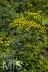 24.06.2026,  Kurpark in Bad Wörishofen (Bayern),  der schön angelegte Kneipp-Kräutergarten mit den bekanntesten Heilkräutern in der Heilkunde. Weinraute oder Gartenraute (Ruta graveolens), Die Laubblätter der Weinraute werden in der Herstellung von Grappa und ähnlichen Schnäpsen verwendet. Die Pflanze ist phototoxisch, das heißt, sie kann Hautreizungen bei gleichzeitiger Berührung und Sonneneinstrahlung hervorrufen.