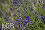 24.06.2026,  Kurpark in Bad Wörishofen (Bayern),  der schön angelegte Kneipp-Kräutergarten mit den bekanntesten Heilkräutern in der Heilkunde. Echter Lavendel (Lavendula angustifolia) Lamiaceae, Aus den Blütenständen mit Stängel wird Lavendelöl hergestellt. Lavendel ist eine in der Parfümerie geschätzte Pflanzengattung. Dies gilt vor allem für den Echten Lavendel, Auszüge aus Lavendelblüten haben leicht beruhigende, blähungswidrige und gallentreibende Eigenschaften. Man nutzt dies zur Milderung von Beschwerden wie innere Unruhe, nervöse Erschöpfung, Einschlafstörungen, Migräne sowie nervösen Magen-Darm- und Gallenbeschwerden. Einreibungen mit Lavendelöl wirken vorwiegend hautreizend und dienen deshalb zur Bekämpfung rheumatischer Beschwerden. Als Badezusatz wird es bei funktionellen Kreislaufstörungen verwendet. Wegen seiner antibakteriellen Eigenschaften ist Lavendelöl auch in Gurgellösungen enthalten.