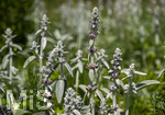 24.06.2026,  Kurpark in Bad Wörishofen (Bayern),  der schön angelegte Kneipp-Kräutergarten mit den bekanntesten Heilkräutern in der Heilkunde. Woll-Ziest, Wollziest, Wolliger Ziest, Eselsohr, Hasenohr, Stachys byzantina, deren oberirdischen Pflanzenteile sind oft dicht grau oder weiß seidig-wollig behaart