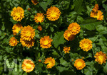 24.06.2026,  Kurpark in Bad Wörishofen (Bayern),  der schön angelegte Kneipp-Kräutergarten mit den bekanntesten Heilkräutern in der Heilkunde. Garten-Ringelblume (Calendula officinalis) Asteraceae, 
Die pharmazeutisch bedeutsamen Inhaltsstoffe der Blüten sind die Flavonoide, vor allem Quercetin- und Isorhamnetinglycoside, deren Konzentration bis 1 % beträgt. In der Lebensmittelindustrie wird die Ringelblume als Farbstoff eingesetzt, unter anderem bei Käse und Butter. In Teemischungen dient sie als Schmuckdroge. In der Vergangenheit diente sie zum Verfälschen von Safran. In der Naturheilkunde werden die getrockneten ganzen oder zerkleinerten Blütenkörbchen und die getrockneten Zungenblüten verwendet. Verabreicht werden sie in Form von Teeaufgüssen, wässrigen Auszügen, Tinkturen, Extrakten und Salben. Präparate werden zur äußerlichen Anwendung bei Hautentzündungen, zur Wundheilung, bei Quetschungen, Furunkeln und Ausschlägen angeboten. 