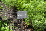 24.06.2026,  Kurpark in Bad Wörishofen (Bayern),  der schön angelegte Kneipp-Kräutergarten mit den bekanntesten Heilkräutern in der Heilkunde. Eberraute (Artemisia abrotanum), genannt auch Stabwurz. Die Pflanze wurde bereits in der Antike medizinisch verwendet, Als Würzkraut ist die Eberraute hauptsächlich zum Verfeinern fetten Fleisches geeignet. Die Bitterstoffe entfalten hierbei eine appetit- und verdauungsfördernde Wirkung. Medizinische Wirkung wurde bei nervösen Magenbeschwerden festgestellt. Auch eine appetitanregende Wirkung hat sich bestätigt.