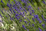 24.06.2026,  Kurpark in Bad Wörishofen (Bayern),  der schön angelegte Kneipp-Kräutergarten mit den bekanntesten Heilkräutern in der Heilkunde. Echter Lavendel (Lavendula angustifolia) Lamiaceae, Aus den Blütenständen mit Stängel wird Lavendelöl hergestellt. Lavendel ist eine in der Parfümerie geschätzte Pflanzengattung. Dies gilt vor allem für den Echten Lavendel, Auszüge aus Lavendelblüten haben leicht beruhigende, blähungswidrige und gallentreibende Eigenschaften. Man nutzt dies zur Milderung von Beschwerden wie innere Unruhe, nervöse Erschöpfung, Einschlafstörungen, Migräne sowie nervösen Magen-Darm- und Gallenbeschwerden. Einreibungen mit Lavendelöl wirken vorwiegend hautreizend und dienen deshalb zur Bekämpfung rheumatischer Beschwerden. Als Badezusatz wird es bei funktionellen Kreislaufstörungen verwendet. Wegen seiner antibakteriellen Eigenschaften ist Lavendelöl auch in Gurgellösungen enthalten.