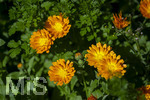 24.06.2026,  Kurpark in Bad Wörishofen (Bayern),  der schön angelegte Kneipp-Kräutergarten mit den bekanntesten Heilkräutern in der Heilkunde. Garten-Ringelblume (Calendula officinalis) Asteraceae, 
Die pharmazeutisch bedeutsamen Inhaltsstoffe der Blüten sind die Flavonoide, vor allem Quercetin- und Isorhamnetinglycoside, deren Konzentration bis 1 % beträgt. In der Lebensmittelindustrie wird die Ringelblume als Farbstoff eingesetzt, unter anderem bei Käse und Butter. In Teemischungen dient sie als Schmuckdroge. In der Vergangenheit diente sie zum Verfälschen von Safran. In der Naturheilkunde werden die getrockneten ganzen oder zerkleinerten Blütenkörbchen und die getrockneten Zungenblüten verwendet. Verabreicht werden sie in Form von Teeaufgüssen, wässrigen Auszügen, Tinkturen, Extrakten und Salben. Präparate werden zur äußerlichen Anwendung bei Hautentzündungen, zur Wundheilung, bei Quetschungen, Furunkeln und Ausschlägen angeboten. 