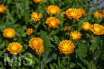 24.06.2026,  Kurpark in Bad Wörishofen (Bayern),  der schön angelegte Kneipp-Kräutergarten mit den bekanntesten Heilkräutern in der Heilkunde. Garten-Ringelblume (Calendula officinalis) Asteraceae, 
Die pharmazeutisch bedeutsamen Inhaltsstoffe der Blüten sind die Flavonoide, vor allem Quercetin- und Isorhamnetinglycoside, deren Konzentration bis 1 % beträgt. In der Lebensmittelindustrie wird die Ringelblume als Farbstoff eingesetzt, unter anderem bei Käse und Butter. In Teemischungen dient sie als Schmuckdroge. In der Vergangenheit diente sie zum Verfälschen von Safran. In der Naturheilkunde werden die getrockneten ganzen oder zerkleinerten Blütenkörbchen und die getrockneten Zungenblüten verwendet. Verabreicht werden sie in Form von Teeaufgüssen, wässrigen Auszügen, Tinkturen, Extrakten und Salben. Präparate werden zur äußerlichen Anwendung bei Hautentzündungen, zur Wundheilung, bei Quetschungen, Furunkeln und Ausschlägen angeboten. 