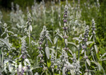24.06.2026,  Kurpark in Bad Wörishofen (Bayern),  der schön angelegte Kneipp-Kräutergarten mit den bekanntesten Heilkräutern in der Heilkunde. Woll-Ziest, Wollziest, Wolliger Ziest, Eselsohr, Hasenohr, Stachys byzantina, deren oberirdischen Pflanzenteile sind oft dicht grau oder weiß seidig-wollig behaart