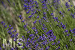 24.06.2026,  Kurpark in Bad Wörishofen (Bayern),  der schön angelegte Kneipp-Kräutergarten mit den bekanntesten Heilkräutern in der Heilkunde. Echter Lavendel (Lavendula angustifolia) Lamiaceae, Aus den Blütenständen mit Stängel wird Lavendelöl hergestellt. Lavendel ist eine in der Parfümerie geschätzte Pflanzengattung. Dies gilt vor allem für den Echten Lavendel, Auszüge aus Lavendelblüten haben leicht beruhigende, blähungswidrige und gallentreibende Eigenschaften. Man nutzt dies zur Milderung von Beschwerden wie innere Unruhe, nervöse Erschöpfung, Einschlafstörungen, Migräne sowie nervösen Magen-Darm- und Gallenbeschwerden. Einreibungen mit Lavendelöl wirken vorwiegend hautreizend und dienen deshalb zur Bekämpfung rheumatischer Beschwerden. Als Badezusatz wird es bei funktionellen Kreislaufstörungen verwendet. Wegen seiner antibakteriellen Eigenschaften ist Lavendelöl auch in Gurgellösungen enthalten.