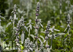 24.06.2026,  Kurpark in Bad Wörishofen (Bayern),  der schön angelegte Kneipp-Kräutergarten mit den bekanntesten Heilkräutern in der Heilkunde. Woll-Ziest, Wollziest, Wolliger Ziest, Eselsohr, Hasenohr, Stachys byzantina, deren oberirdischen Pflanzenteile sind oft dicht grau oder weiß seidig-wollig behaart