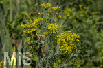 24.06.2026,  Kurpark in Bad Wörishofen (Bayern),  der schön angelegte Kneipp-Kräutergarten mit den bekanntesten Heilkräutern in der Heilkunde. Weinraute oder Gartenraute (Ruta graveolens), Die Laubblätter der Weinraute werden in der Herstellung von Grappa und ähnlichen Schnäpsen verwendet. Die Pflanze ist phototoxisch, das heißt, sie kann Hautreizungen bei gleichzeitiger Berührung und Sonneneinstrahlung hervorrufen.