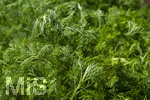 24.06.2026,  Kurpark in Bad Wörishofen (Bayern),  der schön angelegte Kneipp-Kräutergarten mit den bekanntesten Heilkräutern in der Heilkunde. Eberraute (Artemisia abrotanum), genannt auch Stabwurz. Die Pflanze wurde bereits in der Antike medizinisch verwendet, Als Würzkraut ist die Eberraute hauptsächlich zum Verfeinern fetten Fleisches geeignet. Die Bitterstoffe entfalten hierbei eine appetit- und verdauungsfördernde Wirkung. Medizinische Wirkung wurde bei nervösen Magenbeschwerden festgestellt. Auch eine appetitanregende Wirkung hat sich bestätigt.