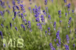 24.06.2026,  Kurpark in Bad Wörishofen (Bayern),  der schön angelegte Kneipp-Kräutergarten mit den bekanntesten Heilkräutern in der Heilkunde. Echter Lavendel (Lavendula angustifolia) Lamiaceae, Aus den Blütenständen mit Stängel wird Lavendelöl hergestellt. Lavendel ist eine in der Parfümerie geschätzte Pflanzengattung. Dies gilt vor allem für den Echten Lavendel, Auszüge aus Lavendelblüten haben leicht beruhigende, blähungswidrige und gallentreibende Eigenschaften. Man nutzt dies zur Milderung von Beschwerden wie innere Unruhe, nervöse Erschöpfung, Einschlafstörungen, Migräne sowie nervösen Magen-Darm- und Gallenbeschwerden. Einreibungen mit Lavendelöl wirken vorwiegend hautreizend und dienen deshalb zur Bekämpfung rheumatischer Beschwerden. Als Badezusatz wird es bei funktionellen Kreislaufstörungen verwendet. Wegen seiner antibakteriellen Eigenschaften ist Lavendelöl auch in Gurgellösungen enthalten.
