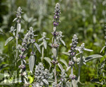 24.06.2026,  Kurpark in Bad Wörishofen (Bayern),  der schön angelegte Kneipp-Kräutergarten mit den bekanntesten Heilkräutern in der Heilkunde. Woll-Ziest, Wollziest, Wolliger Ziest, Eselsohr, Hasenohr, Stachys byzantina, deren oberirdischen Pflanzenteile sind oft dicht grau oder weiß seidig-wollig behaart