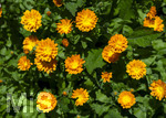 24.06.2026,  Kurpark in Bad Wörishofen (Bayern),  der schön angelegte Kneipp-Kräutergarten mit den bekanntesten Heilkräutern in der Heilkunde. Garten-Ringelblume (Calendula officinalis) Asteraceae, 
Die pharmazeutisch bedeutsamen Inhaltsstoffe der Blüten sind die Flavonoide, vor allem Quercetin- und Isorhamnetinglycoside, deren Konzentration bis 1 % beträgt. In der Lebensmittelindustrie wird die Ringelblume als Farbstoff eingesetzt, unter anderem bei Käse und Butter. In Teemischungen dient sie als Schmuckdroge. In der Vergangenheit diente sie zum Verfälschen von Safran. In der Naturheilkunde werden die getrockneten ganzen oder zerkleinerten Blütenkörbchen und die getrockneten Zungenblüten verwendet. Verabreicht werden sie in Form von Teeaufgüssen, wässrigen Auszügen, Tinkturen, Extrakten und Salben. Präparate werden zur äußerlichen Anwendung bei Hautentzündungen, zur Wundheilung, bei Quetschungen, Furunkeln und Ausschlägen angeboten. 