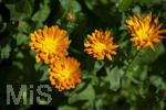 24.06.2026,  Kurpark in Bad Wörishofen (Bayern),  der schön angelegte Kneipp-Kräutergarten mit den bekanntesten Heilkräutern in der Heilkunde. Garten-Ringelblume (Calendula officinalis) Asteraceae, 
Die pharmazeutisch bedeutsamen Inhaltsstoffe der Blüten sind die Flavonoide, vor allem Quercetin- und Isorhamnetinglycoside, deren Konzentration bis 1 % beträgt. In der Lebensmittelindustrie wird die Ringelblume als Farbstoff eingesetzt, unter anderem bei Käse und Butter. In Teemischungen dient sie als Schmuckdroge. In der Vergangenheit diente sie zum Verfälschen von Safran. In der Naturheilkunde werden die getrockneten ganzen oder zerkleinerten Blütenkörbchen und die getrockneten Zungenblüten verwendet. Verabreicht werden sie in Form von Teeaufgüssen, wässrigen Auszügen, Tinkturen, Extrakten und Salben. Präparate werden zur äußerlichen Anwendung bei Hautentzündungen, zur Wundheilung, bei Quetschungen, Furunkeln und Ausschlägen angeboten. 