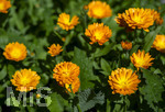 24.06.2026,  Kurpark in Bad Wörishofen (Bayern),  der schön angelegte Kneipp-Kräutergarten mit den bekanntesten Heilkräutern in der Heilkunde. Garten-Ringelblume (Calendula officinalis) Asteraceae, 
Die pharmazeutisch bedeutsamen Inhaltsstoffe der Blüten sind die Flavonoide, vor allem Quercetin- und Isorhamnetinglycoside, deren Konzentration bis 1 % beträgt. In der Lebensmittelindustrie wird die Ringelblume als Farbstoff eingesetzt, unter anderem bei Käse und Butter. In Teemischungen dient sie als Schmuckdroge. In der Vergangenheit diente sie zum Verfälschen von Safran. In der Naturheilkunde werden die getrockneten ganzen oder zerkleinerten Blütenkörbchen und die getrockneten Zungenblüten verwendet. Verabreicht werden sie in Form von Teeaufgüssen, wässrigen Auszügen, Tinkturen, Extrakten und Salben. Präparate werden zur äußerlichen Anwendung bei Hautentzündungen, zur Wundheilung, bei Quetschungen, Furunkeln und Ausschlägen angeboten. 