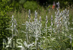 24.06.2026,  Kurpark in Bad Wörishofen (Bayern),  der schön angelegte Kneipp-Kräutergarten mit den bekanntesten Heilkräutern in der Heilkunde. Woll-Ziest, Wollziest, Wolliger Ziest, Eselsohr, Hasenohr, Stachys byzantina, deren oberirdischen Pflanzenteile sind oft dicht grau oder weiß seidig-wollig behaart