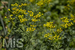 24.06.2026,  Kurpark in Bad Wörishofen (Bayern),  der schön angelegte Kneipp-Kräutergarten mit den bekanntesten Heilkräutern in der Heilkunde. Weinraute oder Gartenraute (Ruta graveolens), Die Laubblätter der Weinraute werden in der Herstellung von Grappa und ähnlichen Schnäpsen verwendet. Die Pflanze ist phototoxisch, das heißt, sie kann Hautreizungen bei gleichzeitiger Berührung und Sonneneinstrahlung hervorrufen.