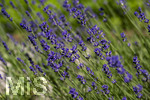 24.06.2026,  Kurpark in Bad Wörishofen (Bayern),  der schön angelegte Kneipp-Kräutergarten mit den bekanntesten Heilkräutern in der Heilkunde. Echter Lavendel (Lavendula angustifolia) Lamiaceae, Aus den Blütenständen mit Stängel wird Lavendelöl hergestellt. Lavendel ist eine in der Parfümerie geschätzte Pflanzengattung. Dies gilt vor allem für den Echten Lavendel, Auszüge aus Lavendelblüten haben leicht beruhigende, blähungswidrige und gallentreibende Eigenschaften. Man nutzt dies zur Milderung von Beschwerden wie innere Unruhe, nervöse Erschöpfung, Einschlafstörungen, Migräne sowie nervösen Magen-Darm- und Gallenbeschwerden. Einreibungen mit Lavendelöl wirken vorwiegend hautreizend und dienen deshalb zur Bekämpfung rheumatischer Beschwerden. Als Badezusatz wird es bei funktionellen Kreislaufstörungen verwendet. Wegen seiner antibakteriellen Eigenschaften ist Lavendelöl auch in Gurgellösungen enthalten.