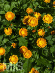 24.06.2026,  Kurpark in Bad Wörishofen (Bayern),  der schön angelegte Kneipp-Kräutergarten mit den bekanntesten Heilkräutern in der Heilkunde. Garten-Ringelblume (Calendula officinalis) Asteraceae, 
Die pharmazeutisch bedeutsamen Inhaltsstoffe der Blüten sind die Flavonoide, vor allem Quercetin- und Isorhamnetinglycoside, deren Konzentration bis 1 % beträgt. In der Lebensmittelindustrie wird die Ringelblume als Farbstoff eingesetzt, unter anderem bei Käse und Butter. In Teemischungen dient sie als Schmuckdroge. In der Vergangenheit diente sie zum Verfälschen von Safran. In der Naturheilkunde werden die getrockneten ganzen oder zerkleinerten Blütenkörbchen und die getrockneten Zungenblüten verwendet. Verabreicht werden sie in Form von Teeaufgüssen, wässrigen Auszügen, Tinkturen, Extrakten und Salben. Präparate werden zur äußerlichen Anwendung bei Hautentzündungen, zur Wundheilung, bei Quetschungen, Furunkeln und Ausschlägen angeboten. 