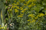 24.06.2026,  Kurpark in Bad Wörishofen (Bayern),  der schön angelegte Kneipp-Kräutergarten mit den bekanntesten Heilkräutern in der Heilkunde. Weinraute oder Gartenraute (Ruta graveolens), Die Laubblätter der Weinraute werden in der Herstellung von Grappa und ähnlichen Schnäpsen verwendet. Die Pflanze ist phototoxisch, das heißt, sie kann Hautreizungen bei gleichzeitiger Berührung und Sonneneinstrahlung hervorrufen.