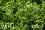 24.06.2026,  Kurpark in Bad Wörishofen (Bayern),  der schön angelegte Kneipp-Kräutergarten mit den bekanntesten Heilkräutern in der Heilkunde. Eberraute (Artemisia abrotanum), genannt auch Stabwurz. Die Pflanze wurde bereits in der Antike medizinisch verwendet, Als Würzkraut ist die Eberraute hauptsächlich zum Verfeinern fetten Fleisches geeignet. Die Bitterstoffe entfalten hierbei eine appetit- und verdauungsfördernde Wirkung. Medizinische Wirkung wurde bei nervösen Magenbeschwerden festgestellt. Auch eine appetitanregende Wirkung hat sich bestätigt.