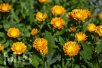 24.06.2026,  Kurpark in Bad Wörishofen (Bayern),  der schön angelegte Kneipp-Kräutergarten mit den bekanntesten Heilkräutern in der Heilkunde. Garten-Ringelblume (Calendula officinalis) Asteraceae, 
Die pharmazeutisch bedeutsamen Inhaltsstoffe der Blüten sind die Flavonoide, vor allem Quercetin- und Isorhamnetinglycoside, deren Konzentration bis 1 % beträgt. In der Lebensmittelindustrie wird die Ringelblume als Farbstoff eingesetzt, unter anderem bei Käse und Butter. In Teemischungen dient sie als Schmuckdroge. In der Vergangenheit diente sie zum Verfälschen von Safran. In der Naturheilkunde werden die getrockneten ganzen oder zerkleinerten Blütenkörbchen und die getrockneten Zungenblüten verwendet. Verabreicht werden sie in Form von Teeaufgüssen, wässrigen Auszügen, Tinkturen, Extrakten und Salben. Präparate werden zur äußerlichen Anwendung bei Hautentzündungen, zur Wundheilung, bei Quetschungen, Furunkeln und Ausschlägen angeboten. 
