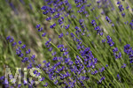 24.06.2026,  Kurpark in Bad Wörishofen (Bayern),  der schön angelegte Kneipp-Kräutergarten mit den bekanntesten Heilkräutern in der Heilkunde. Echter Lavendel (Lavendula angustifolia) Lamiaceae, Aus den Blütenständen mit Stängel wird Lavendelöl hergestellt. Lavendel ist eine in der Parfümerie geschätzte Pflanzengattung. Dies gilt vor allem für den Echten Lavendel, Auszüge aus Lavendelblüten haben leicht beruhigende, blähungswidrige und gallentreibende Eigenschaften. Man nutzt dies zur Milderung von Beschwerden wie innere Unruhe, nervöse Erschöpfung, Einschlafstörungen, Migräne sowie nervösen Magen-Darm- und Gallenbeschwerden. Einreibungen mit Lavendelöl wirken vorwiegend hautreizend und dienen deshalb zur Bekämpfung rheumatischer Beschwerden. Als Badezusatz wird es bei funktionellen Kreislaufstörungen verwendet. Wegen seiner antibakteriellen Eigenschaften ist Lavendelöl auch in Gurgellösungen enthalten.