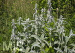 24.06.2026,  Kurpark in Bad Wörishofen (Bayern),  der schön angelegte Kneipp-Kräutergarten mit den bekanntesten Heilkräutern in der Heilkunde. Woll-Ziest, Wollziest, Wolliger Ziest, Eselsohr, Hasenohr, Stachys byzantina, deren oberirdischen Pflanzenteile sind oft dicht grau oder weiß seidig-wollig behaart