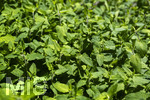 24.06.2026,  Kurpark in Bad Wörishofen (Bayern),  der schön angelegte Kneipp-Kräutergarten mit den bekanntesten Heilkräutern in der Heilkunde. Wermut (Artemisia absinthium), Wermut wird seit der Antike als Heilpflanze eingesetzt. Ihm wurden zahlreiche Wirkungen zugeschrieben, darunter die Förderung von Appetit, Verdauung und Menstruation sowie Hilfe bei Kopfschmerzen, Gelbsucht und Entzündungen. Nebenwirkungen können bei starker Überdosierung oder der Verwendung alkoholischer Extrakte auftreten und gehen auf die toxische Wirkung des Thujons zurück. Sie können Benommenheit, Erbrechen, Bauchschmerzen und in schweren Fällen Nierenschäden und Störungen des Zentralnervensystems umfassen. Wermut ist Bestandteil des Absinth ? eines alkoholischen Getränks mit Auszügen von Wermut, Fenchel, Anis und Melisse, das besonders im 19. Jahrhundert beliebt wurde. Wegen des Thujongehalts und der vermuteten gesundheitsschädlichen Wirkung war es zeitweise in einigen europäischen Ländern verboten. Wermutkrautextrakte werden auch verwendet zur Herstellung des Getränks Wermut ? eines mit Gewürzen und Kräutern aromatisierten und aufgespriteten Weins.