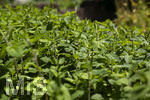 24.06.2026,  Kurpark in Bad Wörishofen (Bayern),  der schön angelegte Kneipp-Kräutergarten mit den bekanntesten Heilkräutern in der Heilkunde. Wermut (Artemisia absinthium), Wermut wird seit der Antike als Heilpflanze eingesetzt. Ihm wurden zahlreiche Wirkungen zugeschrieben, darunter die Förderung von Appetit, Verdauung und Menstruation sowie Hilfe bei Kopfschmerzen, Gelbsucht und Entzündungen. Nebenwirkungen können bei starker Überdosierung oder der Verwendung alkoholischer Extrakte auftreten und gehen auf die toxische Wirkung des Thujons zurück. Sie können Benommenheit, Erbrechen, Bauchschmerzen und in schweren Fällen Nierenschäden und Störungen des Zentralnervensystems umfassen. Wermut ist Bestandteil des Absinth ? eines alkoholischen Getränks mit Auszügen von Wermut, Fenchel, Anis und Melisse, das besonders im 19. Jahrhundert beliebt wurde. Wegen des Thujongehalts und der vermuteten gesundheitsschädlichen Wirkung war es zeitweise in einigen europäischen Ländern verboten. Wermutkrautextrakte werden auch verwendet zur Herstellung des Getränks Wermut ? eines mit Gewürzen und Kräutern aromatisierten und aufgespriteten Weins.