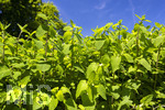 24.06.2026,  Kurpark in Bad Wörishofen (Bayern),  der schön angelegte Kneipp-Kräutergarten mit den bekanntesten Heilkräutern in der Heilkunde. Wermut (Artemisia absinthium), Wermut wird seit der Antike als Heilpflanze eingesetzt. Ihm wurden zahlreiche Wirkungen zugeschrieben, darunter die Förderung von Appetit, Verdauung und Menstruation sowie Hilfe bei Kopfschmerzen, Gelbsucht und Entzündungen. Nebenwirkungen können bei starker Überdosierung oder der Verwendung alkoholischer Extrakte auftreten und gehen auf die toxische Wirkung des Thujons zurück. Sie können Benommenheit, Erbrechen, Bauchschmerzen und in schweren Fällen Nierenschäden und Störungen des Zentralnervensystems umfassen. Wermut ist Bestandteil des Absinth ? eines alkoholischen Getränks mit Auszügen von Wermut, Fenchel, Anis und Melisse, das besonders im 19. Jahrhundert beliebt wurde. Wegen des Thujongehalts und der vermuteten gesundheitsschädlichen Wirkung war es zeitweise in einigen europäischen Ländern verboten. Wermutkrautextrakte werden auch verwendet zur Herstellung des Getränks Wermut ? eines mit Gewürzen und Kräutern aromatisierten und aufgespriteten Weins.