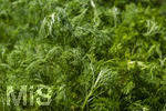24.06.2026,  Kurpark in Bad Wörishofen (Bayern),  der schön angelegte Kneipp-Kräutergarten mit den bekanntesten Heilkräutern in der Heilkunde. Eberraute (Artemisia abrotanum), genannt auch Stabwurz. Die Pflanze wurde bereits in der Antike medizinisch verwendet, Als Würzkraut ist die Eberraute hauptsächlich zum Verfeinern fetten Fleisches geeignet. Die Bitterstoffe entfalten hierbei eine appetit- und verdauungsfördernde Wirkung. Medizinische Wirkung wurde bei nervösen Magenbeschwerden festgestellt. Auch eine appetitanregende Wirkung hat sich bestätigt.