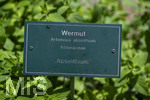 24.06.2026,  Kurpark in Bad Wörishofen (Bayern),  der schön angelegte Kneipp-Kräutergarten mit den bekanntesten Heilkräutern in der Heilkunde. Wermut (Artemisia absinthium), Wermut wird seit der Antike als Heilpflanze eingesetzt. Ihm wurden zahlreiche Wirkungen zugeschrieben, darunter die Förderung von Appetit, Verdauung und Menstruation sowie Hilfe bei Kopfschmerzen, Gelbsucht und Entzündungen. Nebenwirkungen können bei starker Überdosierung oder der Verwendung alkoholischer Extrakte auftreten und gehen auf die toxische Wirkung des Thujons zurück. Sie können Benommenheit, Erbrechen, Bauchschmerzen und in schweren Fällen Nierenschäden und Störungen des Zentralnervensystems umfassen. Wermut ist Bestandteil des Absinth ? eines alkoholischen Getränks mit Auszügen von Wermut, Fenchel, Anis und Melisse, das besonders im 19. Jahrhundert beliebt wurde. Wegen des Thujongehalts und der vermuteten gesundheitsschädlichen Wirkung war es zeitweise in einigen europäischen Ländern verboten. Wermutkrautextrakte werden auch verwendet zur Herstellung des Getränks Wermut ? eines mit Gewürzen und Kräutern aromatisierten und aufgespriteten Weins.
