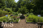24.06.2026,  Kurpark in Bad Wörishofen (Bayern),  der schön angelegte Kneipp-Kräutergarten mit den bekanntesten Heilkräutern in der Heilkunde.  
