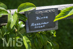 24.06.2026,  Kurpark in Bad Wörishofen (Bayern),  der schön angelegte Kneipp-Kräutergarten mit den bekanntesten Heilkräutern in der Heilkunde. Birne (Alexander Lucas)