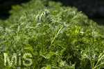 24.06.2026,  Kurpark in Bad Wörishofen (Bayern),  der schön angelegte Kneipp-Kräutergarten mit den bekanntesten Heilkräutern in der Heilkunde. Eberraute (Artemisia abrotanum), genannt auch Stabwurz. Die Pflanze wurde bereits in der Antike medizinisch verwendet, Als Würzkraut ist die Eberraute hauptsächlich zum Verfeinern fetten Fleisches geeignet. Die Bitterstoffe entfalten hierbei eine appetit- und verdauungsfördernde Wirkung. Medizinische Wirkung wurde bei nervösen Magenbeschwerden festgestellt. Auch eine appetitanregende Wirkung hat sich bestätigt.