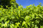 24.06.2026,  Kurpark in Bad Wörishofen (Bayern),  der schön angelegte Kneipp-Kräutergarten mit den bekanntesten Heilkräutern in der Heilkunde. Wermut (Artemisia absinthium), Wermut wird seit der Antike als Heilpflanze eingesetzt. Ihm wurden zahlreiche Wirkungen zugeschrieben, darunter die Förderung von Appetit, Verdauung und Menstruation sowie Hilfe bei Kopfschmerzen, Gelbsucht und Entzündungen. Nebenwirkungen können bei starker Überdosierung oder der Verwendung alkoholischer Extrakte auftreten und gehen auf die toxische Wirkung des Thujons zurück. Sie können Benommenheit, Erbrechen, Bauchschmerzen und in schweren Fällen Nierenschäden und Störungen des Zentralnervensystems umfassen. Wermut ist Bestandteil des Absinth ? eines alkoholischen Getränks mit Auszügen von Wermut, Fenchel, Anis und Melisse, das besonders im 19. Jahrhundert beliebt wurde. Wegen des Thujongehalts und der vermuteten gesundheitsschädlichen Wirkung war es zeitweise in einigen europäischen Ländern verboten. Wermutkrautextrakte werden auch verwendet zur Herstellung des Getränks Wermut ? eines mit Gewürzen und Kräutern aromatisierten und aufgespriteten Weins.
