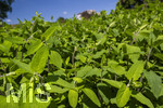 24.06.2026,  Kurpark in Bad Wörishofen (Bayern),  der schön angelegte Kneipp-Kräutergarten mit den bekanntesten Heilkräutern in der Heilkunde. Wermut (Artemisia absinthium), Wermut wird seit der Antike als Heilpflanze eingesetzt. Ihm wurden zahlreiche Wirkungen zugeschrieben, darunter die Förderung von Appetit, Verdauung und Menstruation sowie Hilfe bei Kopfschmerzen, Gelbsucht und Entzündungen. Nebenwirkungen können bei starker Überdosierung oder der Verwendung alkoholischer Extrakte auftreten und gehen auf die toxische Wirkung des Thujons zurück. Sie können Benommenheit, Erbrechen, Bauchschmerzen und in schweren Fällen Nierenschäden und Störungen des Zentralnervensystems umfassen. Wermut ist Bestandteil des Absinth ? eines alkoholischen Getränks mit Auszügen von Wermut, Fenchel, Anis und Melisse, das besonders im 19. Jahrhundert beliebt wurde. Wegen des Thujongehalts und der vermuteten gesundheitsschädlichen Wirkung war es zeitweise in einigen europäischen Ländern verboten. Wermutkrautextrakte werden auch verwendet zur Herstellung des Getränks Wermut ? eines mit Gewürzen und Kräutern aromatisierten und aufgespriteten Weins.