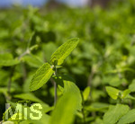 24.06.2026,  Kurpark in Bad Wörishofen (Bayern),  der schön angelegte Kneipp-Kräutergarten mit den bekanntesten Heilkräutern in der Heilkunde. Wermut (Artemisia absinthium), Wermut wird seit der Antike als Heilpflanze eingesetzt. Ihm wurden zahlreiche Wirkungen zugeschrieben, darunter die Förderung von Appetit, Verdauung und Menstruation sowie Hilfe bei Kopfschmerzen, Gelbsucht und Entzündungen. Nebenwirkungen können bei starker Überdosierung oder der Verwendung alkoholischer Extrakte auftreten und gehen auf die toxische Wirkung des Thujons zurück. Sie können Benommenheit, Erbrechen, Bauchschmerzen und in schweren Fällen Nierenschäden und Störungen des Zentralnervensystems umfassen. Wermut ist Bestandteil des Absinth ? eines alkoholischen Getränks mit Auszügen von Wermut, Fenchel, Anis und Melisse, das besonders im 19. Jahrhundert beliebt wurde. Wegen des Thujongehalts und der vermuteten gesundheitsschädlichen Wirkung war es zeitweise in einigen europäischen Ländern verboten. Wermutkrautextrakte werden auch verwendet zur Herstellung des Getränks Wermut ? eines mit Gewürzen und Kräutern aromatisierten und aufgespriteten Weins.
