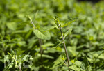 24.06.2026,  Kurpark in Bad Wörishofen (Bayern),  der schön angelegte Kneipp-Kräutergarten mit den bekanntesten Heilkräutern in der Heilkunde. Wermut (Artemisia absinthium), Wermut wird seit der Antike als Heilpflanze eingesetzt. Ihm wurden zahlreiche Wirkungen zugeschrieben, darunter die Förderung von Appetit, Verdauung und Menstruation sowie Hilfe bei Kopfschmerzen, Gelbsucht und Entzündungen. Nebenwirkungen können bei starker Überdosierung oder der Verwendung alkoholischer Extrakte auftreten und gehen auf die toxische Wirkung des Thujons zurück. Sie können Benommenheit, Erbrechen, Bauchschmerzen und in schweren Fällen Nierenschäden und Störungen des Zentralnervensystems umfassen. Wermut ist Bestandteil des Absinth ? eines alkoholischen Getränks mit Auszügen von Wermut, Fenchel, Anis und Melisse, das besonders im 19. Jahrhundert beliebt wurde. Wegen des Thujongehalts und der vermuteten gesundheitsschädlichen Wirkung war es zeitweise in einigen europäischen Ländern verboten. Wermutkrautextrakte werden auch verwendet zur Herstellung des Getränks Wermut ? eines mit Gewürzen und Kräutern aromatisierten und aufgespriteten Weins.