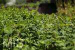 24.06.2026,  Kurpark in Bad Wörishofen (Bayern),  der schön angelegte Kneipp-Kräutergarten mit den bekanntesten Heilkräutern in der Heilkunde. Wermut (Artemisia absinthium), Wermut wird seit der Antike als Heilpflanze eingesetzt. Ihm wurden zahlreiche Wirkungen zugeschrieben, darunter die Förderung von Appetit, Verdauung und Menstruation sowie Hilfe bei Kopfschmerzen, Gelbsucht und Entzündungen. Nebenwirkungen können bei starker Überdosierung oder der Verwendung alkoholischer Extrakte auftreten und gehen auf die toxische Wirkung des Thujons zurück. Sie können Benommenheit, Erbrechen, Bauchschmerzen und in schweren Fällen Nierenschäden und Störungen des Zentralnervensystems umfassen. Wermut ist Bestandteil des Absinth ? eines alkoholischen Getränks mit Auszügen von Wermut, Fenchel, Anis und Melisse, das besonders im 19. Jahrhundert beliebt wurde. Wegen des Thujongehalts und der vermuteten gesundheitsschädlichen Wirkung war es zeitweise in einigen europäischen Ländern verboten. Wermutkrautextrakte werden auch verwendet zur Herstellung des Getränks Wermut ? eines mit Gewürzen und Kräutern aromatisierten und aufgespriteten Weins.