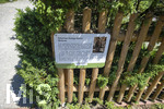 24.06.2026,  Kurpark in Bad Wörishofen (Bayern),  der schön angelegte Kneipp-Kräutergarten mit den bekanntesten Heilkräutern in der Heilkunde.  