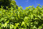 24.06.2026,  Kurpark in Bad Wörishofen (Bayern),  der schön angelegte Kneipp-Kräutergarten mit den bekanntesten Heilkräutern in der Heilkunde. Wermut (Artemisia absinthium), Wermut wird seit der Antike als Heilpflanze eingesetzt. Ihm wurden zahlreiche Wirkungen zugeschrieben, darunter die Förderung von Appetit, Verdauung und Menstruation sowie Hilfe bei Kopfschmerzen, Gelbsucht und Entzündungen. Nebenwirkungen können bei starker Überdosierung oder der Verwendung alkoholischer Extrakte auftreten und gehen auf die toxische Wirkung des Thujons zurück. Sie können Benommenheit, Erbrechen, Bauchschmerzen und in schweren Fällen Nierenschäden und Störungen des Zentralnervensystems umfassen. Wermut ist Bestandteil des Absinth ? eines alkoholischen Getränks mit Auszügen von Wermut, Fenchel, Anis und Melisse, das besonders im 19. Jahrhundert beliebt wurde. Wegen des Thujongehalts und der vermuteten gesundheitsschädlichen Wirkung war es zeitweise in einigen europäischen Ländern verboten. Wermutkrautextrakte werden auch verwendet zur Herstellung des Getränks Wermut ? eines mit Gewürzen und Kräutern aromatisierten und aufgespriteten Weins.