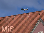 28.06.2026,  Frundsbergfest Mindelheim 2026, ein bekanntes Historisches-Fest im Unterallgäu mit tausenden Mitwirkenden. Die Kreisstadt Mindelheim kehrt für eine Woche ins Mittelalter zurück und feiert ihre historische Geschichte. Am heutigen Sonntag zieht sich der Historische Festzug durch die geschmückte Altstatdt.  Ein Weissstorch hat sich direkt auf dem Dach des Rathauses niedergelassen.