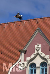 28.06.2026,  Frundsbergfest Mindelheim 2026, ein bekanntes Historisches-Fest im Unterallgäu mit tausenden Mitwirkenden. Die Kreisstadt Mindelheim kehrt für eine Woche ins Mittelalter zurück und feiert ihre historische Geschichte. Am heutigen Sonntag zieht sich der Historische Festzug durch die geschmückte Altstatdt.  Ein Weissstorch hat sich direkt auf dem Dach des Rathauses niedergelassen.