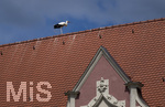 28.06.2026,  Frundsbergfest Mindelheim 2026, ein bekanntes Historisches-Fest im Unterallgäu mit tausenden Mitwirkenden. Die Kreisstadt Mindelheim kehrt für eine Woche ins Mittelalter zurück und feiert ihre historische Geschichte. Am heutigen Sonntag zieht sich der Historische Festzug durch die geschmückte Altstatdt.  Ein Weissstorch hat sich direkt auf dem Dach des Rathauses niedergelassen.