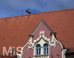 28.06.2026,  Frundsbergfest Mindelheim 2026, ein bekanntes Historisches-Fest im Unterallgäu mit tausenden Mitwirkenden. Die Kreisstadt Mindelheim kehrt für eine Woche ins Mittelalter zurück und feiert ihre historische Geschichte. Am heutigen Sonntag zieht sich der Historische Festzug durch die geschmückte Altstatdt.  Ein Weissstorch hat sich direkt auf dem Dach des Rathauses niedergelassen.